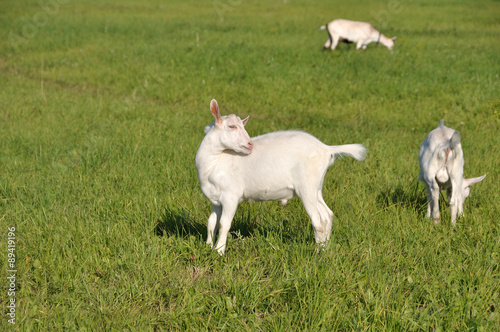 White baby goat in a green field on a farm