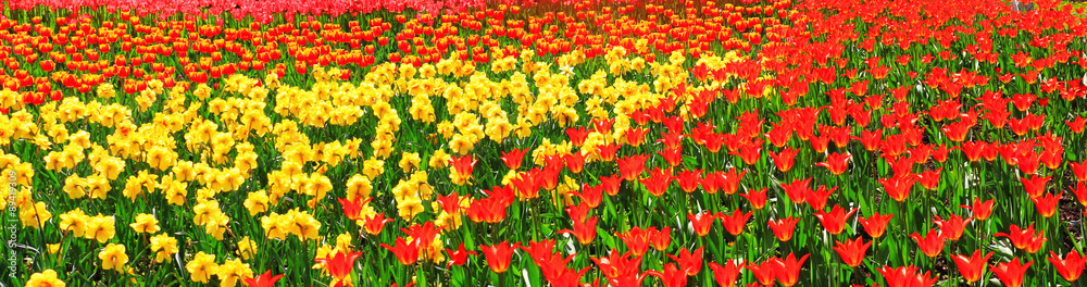 Spring garden with colorful tulips.