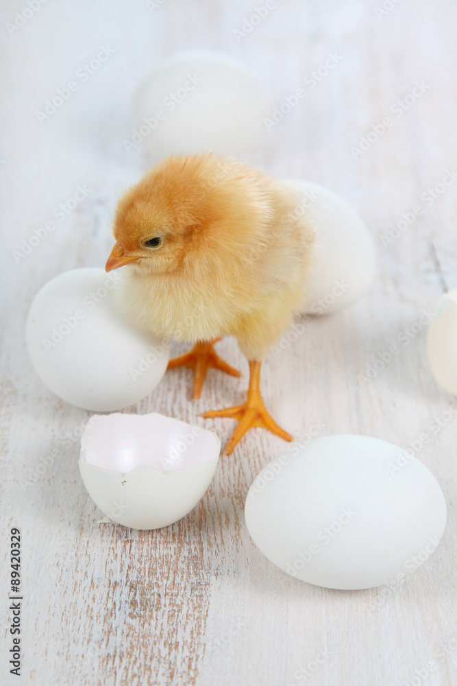 Yellow chicken and eggs Yellow chicken and eggs