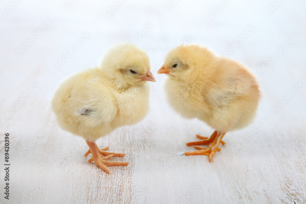 Yellow chickens Yellow chickens