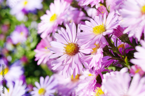 Violet Asters