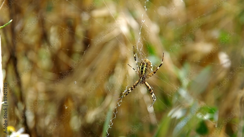 Wasp spider argiope bruennichi on green background
Wasp spider argiope bruennichi on green background
