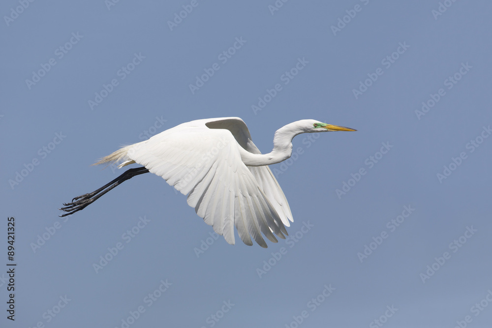Great Egret (Ardea alba) in Breeding Plumage Taking Flight - High Island, Texas Great Egret (Ardea alba) in Breeding Plumage Taking Flight - High Island, Texas