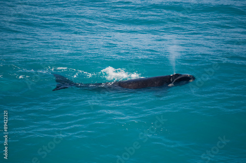 Southern Right Whale. Nullarbor Plain. South Australia.