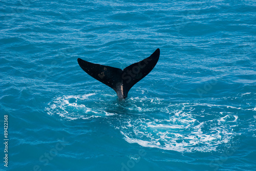 Whale tail © John White Photos