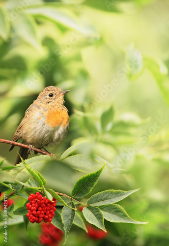 Little bird in the foliage