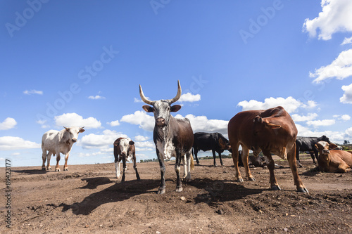 Fototapeta Naklejka Na Ścianę i Meble -  Cattle bulls cows animals closeup on bare earth industrial encroachment farming lands