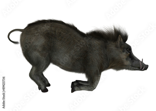 Warthog