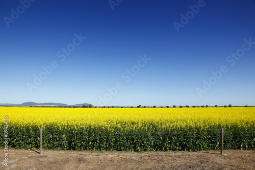 Canola crop. Australia.