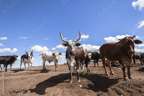 Wallpaper Mural Cattle bulls cows animals closeup on bare earth industrial encroachment farming lands Torontodigital.ca