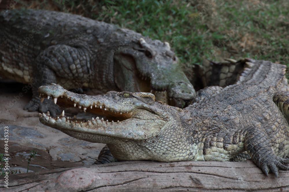 Obraz premium Crocodile resting on the timber.