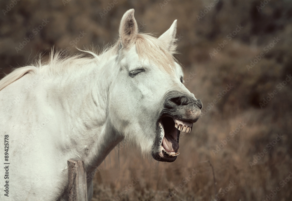 Neighing white horse StockFoto Adobe Stock