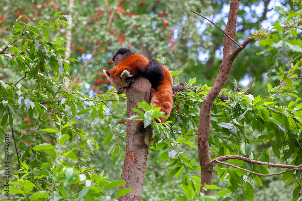 Obraz premium Red Panda sitting alone in a tree