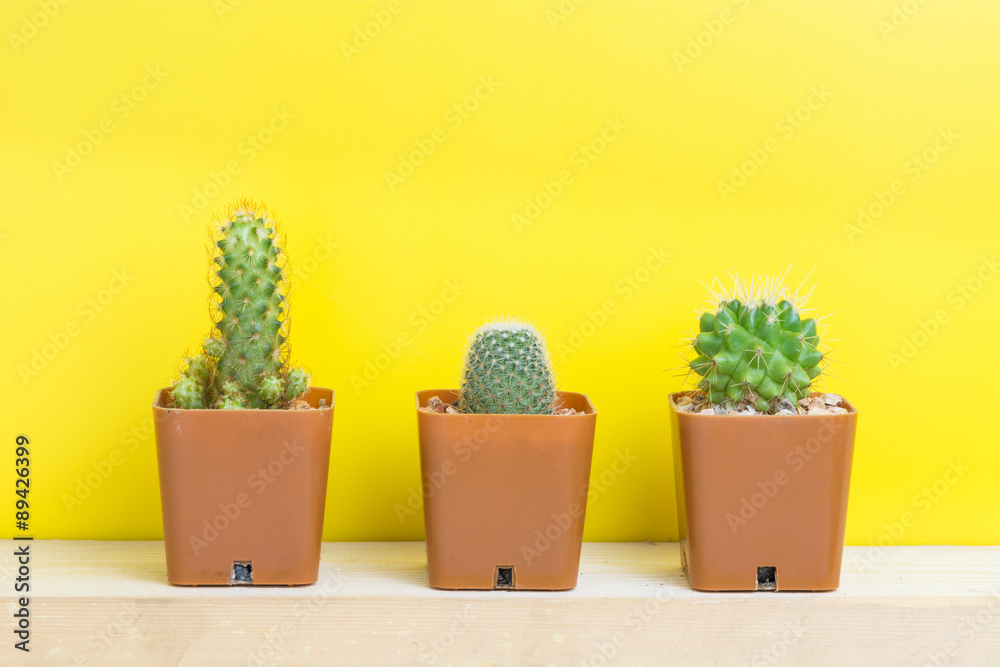 Three potted cactus on yellow background Three potted cactus on yellow background