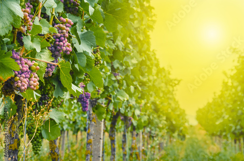 Vineyards at sunset.