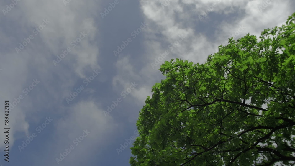 Green tree isolated on the blue sky and clouds background 3 axis Green tree isolated on the blue sky and clouds background 3 axis