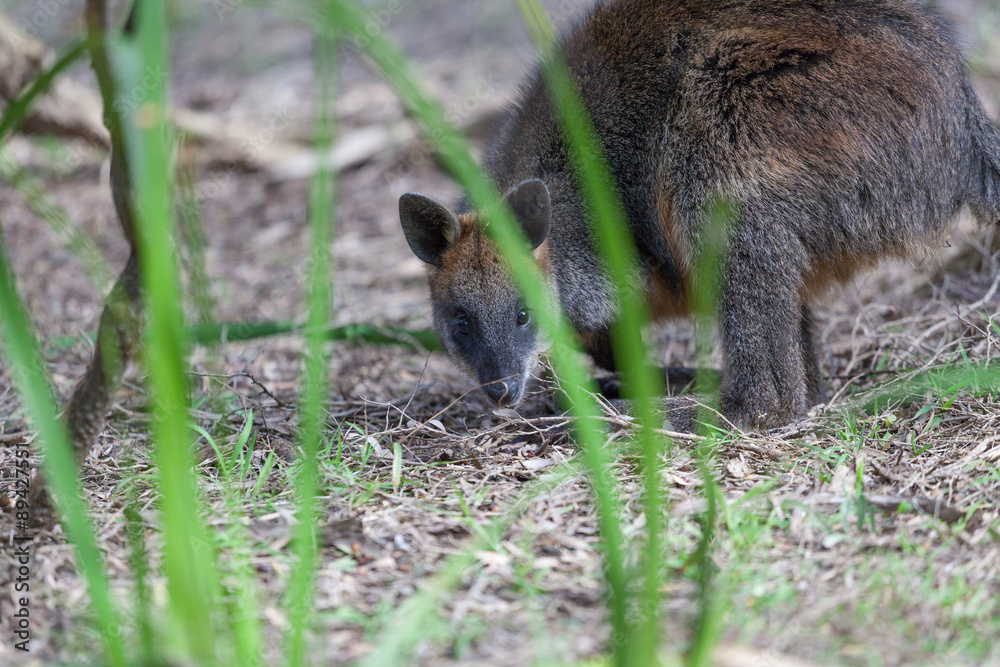 Portrait of a Swamp Wallaby - native Australian marsupial