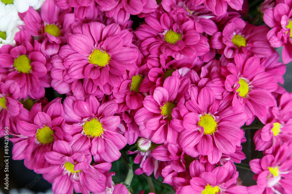 background, group bright cerise pink flowers background, group bright cerise pink flowers