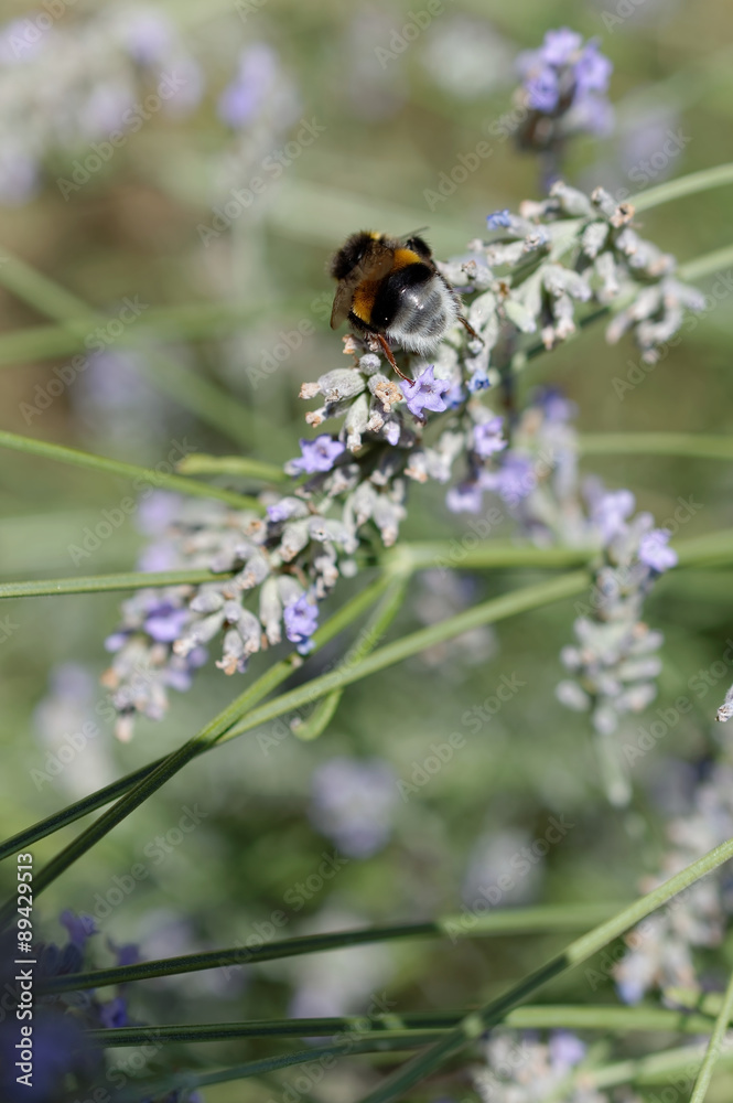 Honigbiene (Apis mellifera) an einer Lavendelblüte Honigbiene (Apis mellifera) an einer Lavendelblüte