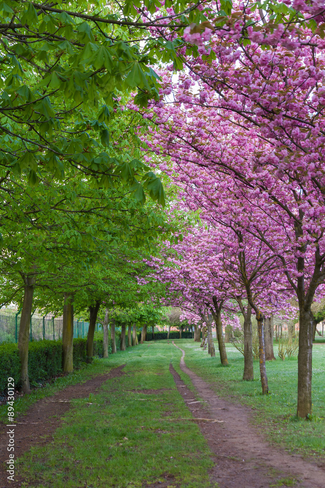 Naklejka premium Sendero de Parque entre Castaños y Cerezos japoneses