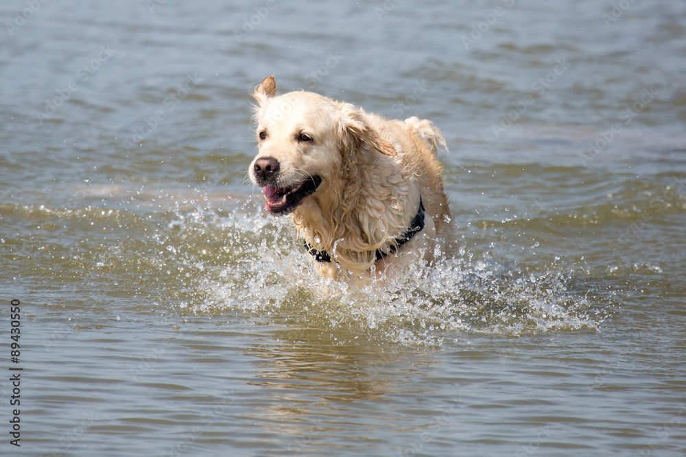 Hund am Strand Hund am Strand