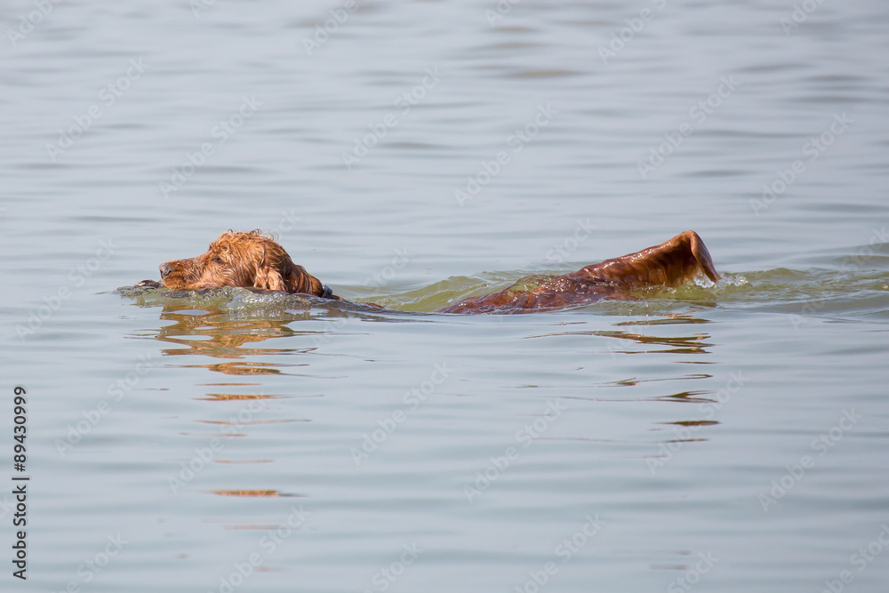 Fototapeta premium Hund am Strand