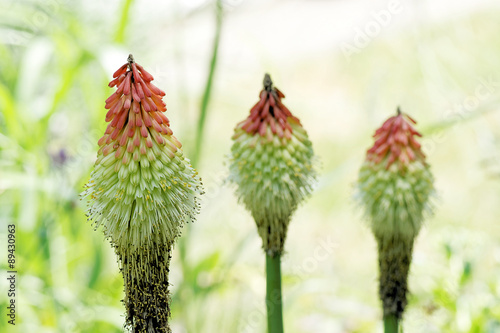 Fackellilien (Kniphofia) photo