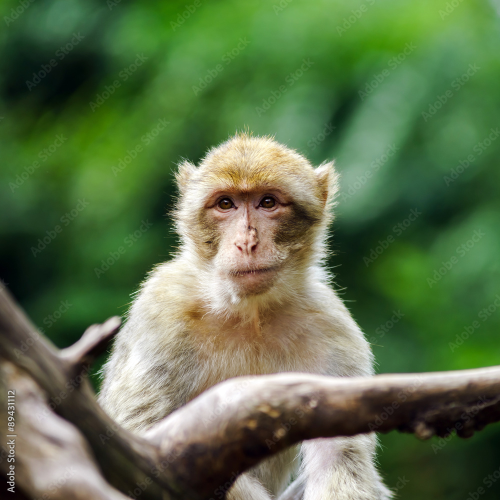 Beautiful macaco monkeys in the forest Beautiful macaco monkeys in the forest