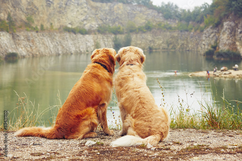 Fototapeta Naklejka Na Ścianę i Meble -  Two golden retriever dogs