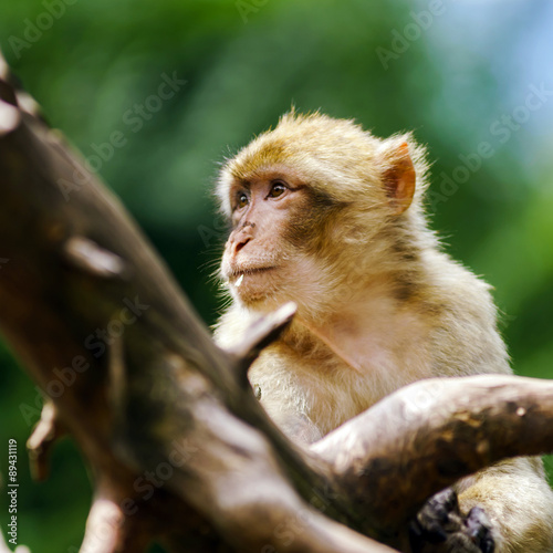 Beautiful macaco monkeys in the forest photo