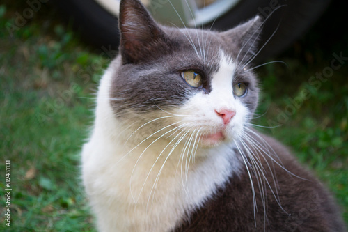 White and grey cat
