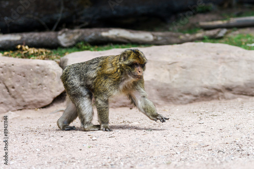 Beautiful macaco monkeys in the forest