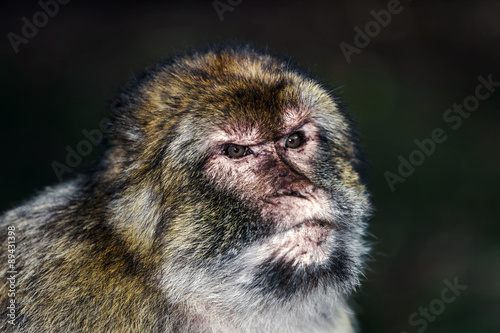 Emotional close-up portrait of mocaco monkey photo