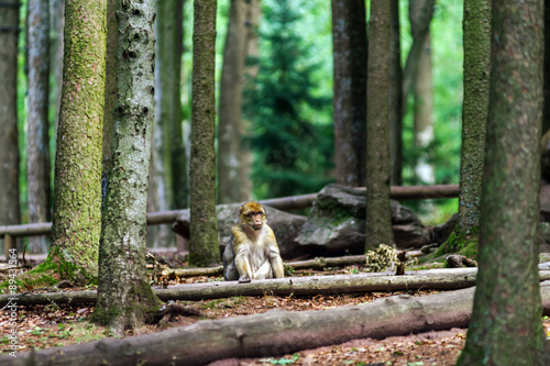 Beautiful macaco monkeys in the forest photo