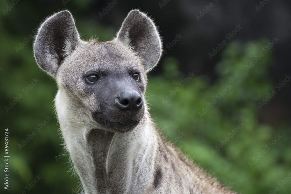 A hygena is staring at its predator. A hygena is staring at its predator.