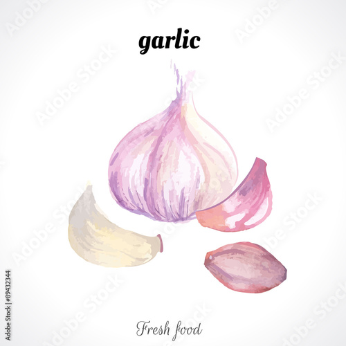 Watercolor garlic. Spice. Recent watercolor paintings of organic food.