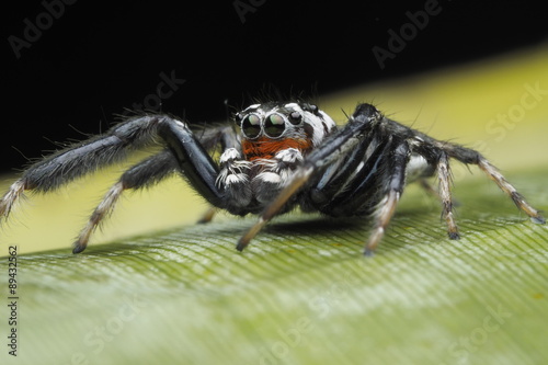 Spider /OLYMPUS DIGITAL CAMERA