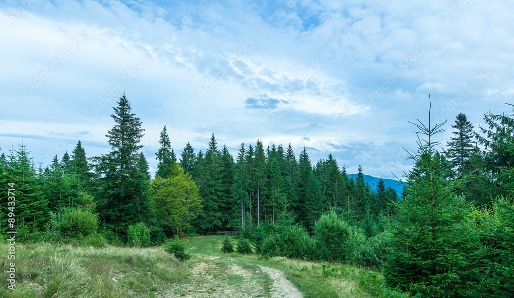 Fototapeta premium pine forest in the Carpathians