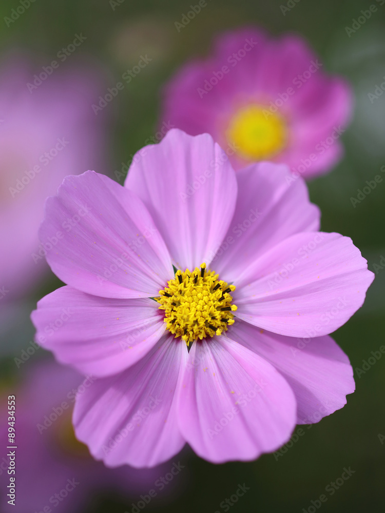 コスモスの花