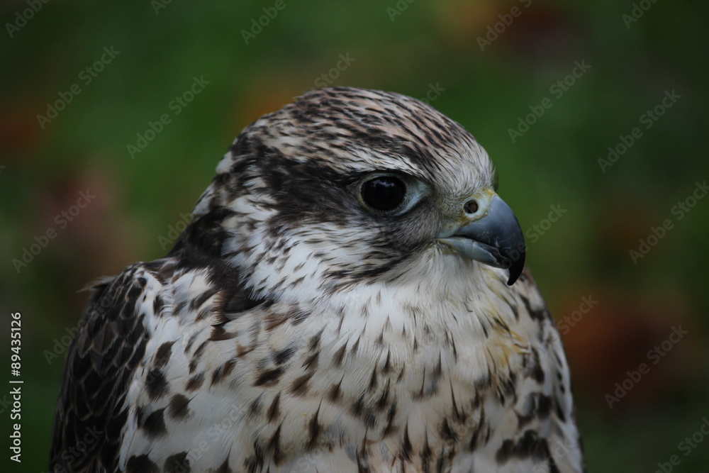Mäusebussard Mäusebussard