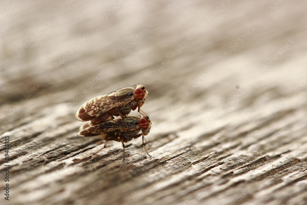 Obraz premium The flies duty