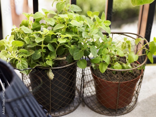 Pots of herbs on a balcony photo