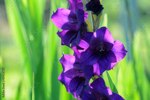Fototapeta Naklejka Na Ścianę i Meble -  Blühende Gladiole