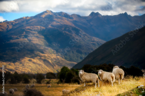 Mountain landscape with grazing sheep