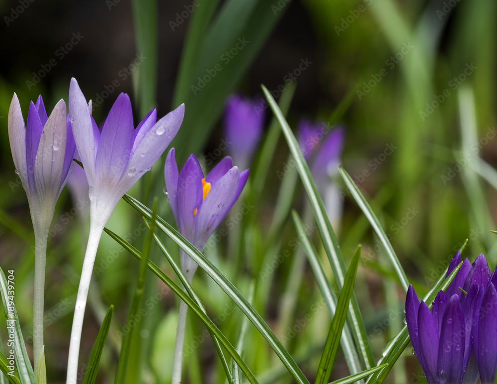 Crocus Crocus
