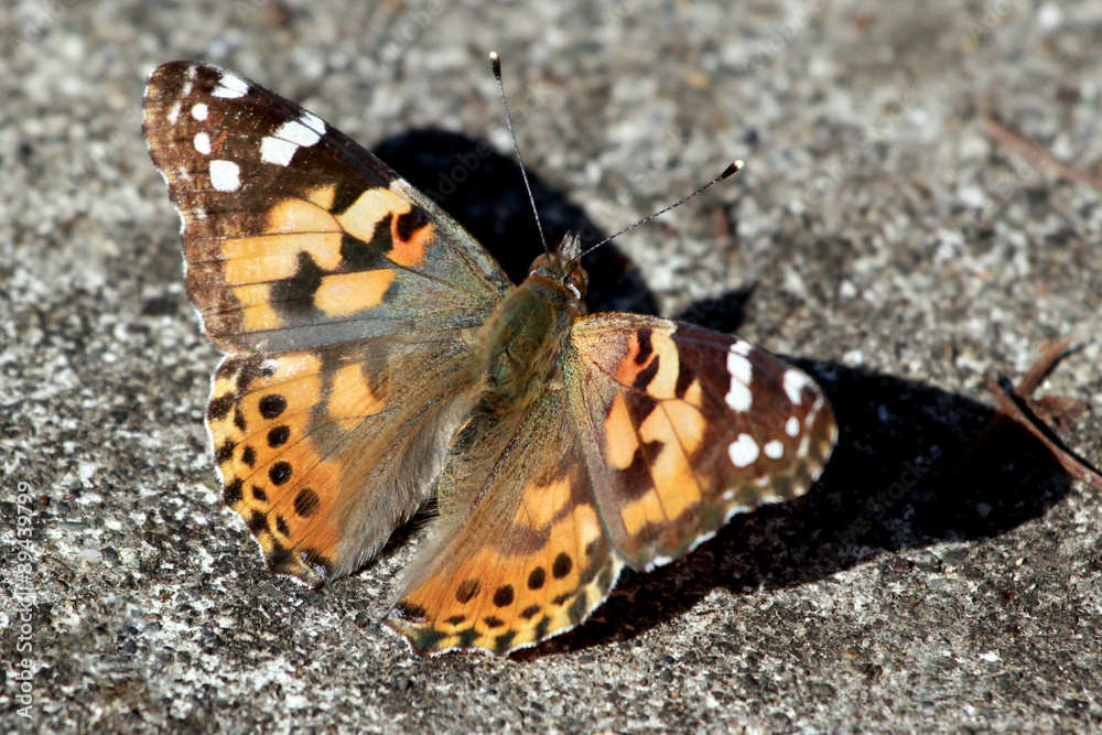 Fototapeta premium Painted Lady Butterfly - Vanessa cardui