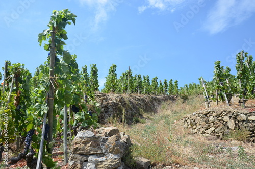 Vigne côte-rôtie ( AOC ) grand cru Rhône - Vignoble photo