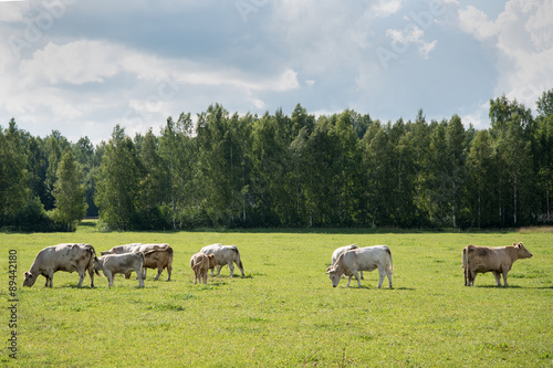 Cows in meadow. © Janis Smits