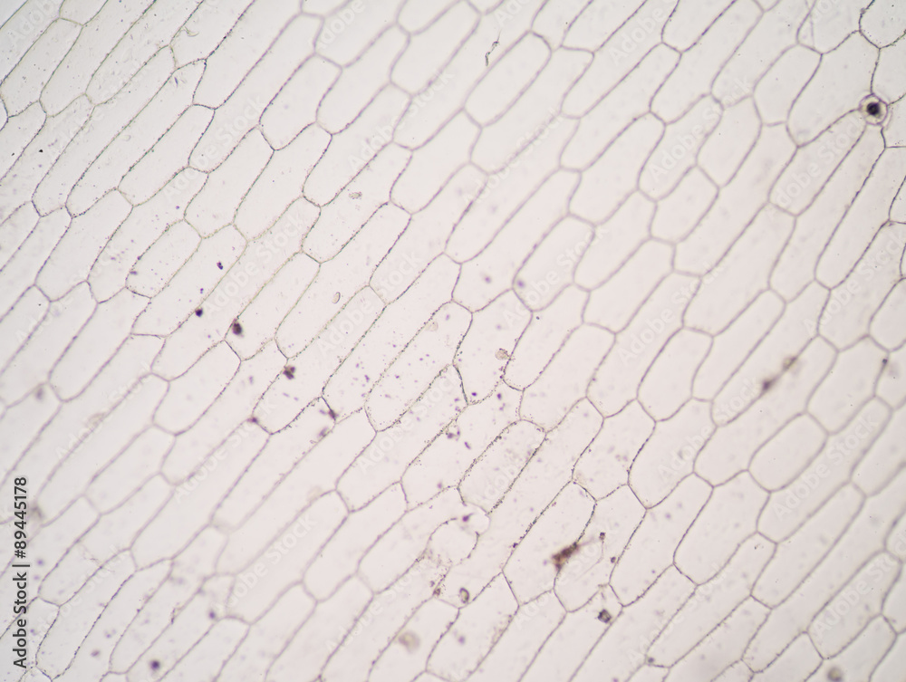 Fototapeta premium Real photo of plant cells