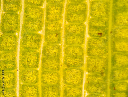 Fototapeta Naklejka Na Ścianę i Meble -  Stomata in the plant leaf